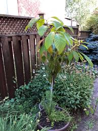 This means that the tree may produce a large crop one year, and then will produce a small crop the following year. Avocado Tree Not Setting Fruit Thriftyfun