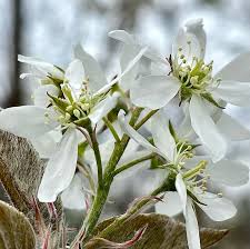 Image result for Amelanchier laevis