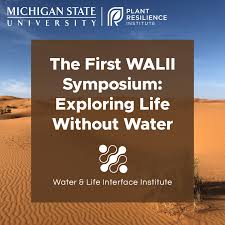 Image result for Microchloa afra