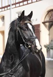 97 international equestrian services ltd photos horse love warmblood horses beautiful horses