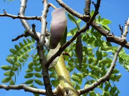 Image result for Albizia tanganyicensis