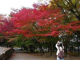 全年都能欣賞到楓紅的楓樹品種 country roads sidewalk road