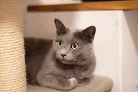 Mavi Rus Russian Blue Kedi Cinsi Ozellikleri Ve Bakimi Miyavliyo