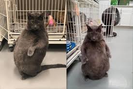 Russian blue kittens do best with families who have older children. Russian Blue Kitty Weighing 25 Pounds Found His Purrfect Home Pet Rescue Report