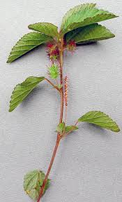 Image result for Acalypha