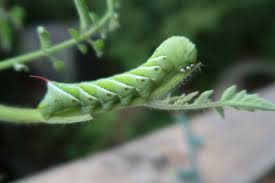 They can be found in willow trees. Hornworms Are Back