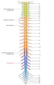 Easy Notes On Cauda Equina Learn In Just 4 Minutes Earth S Lab