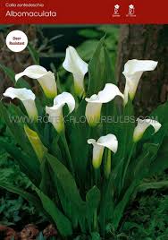 Image result for Zantedeschia albomaculata