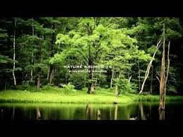 Doga Sesleri 8 Akarsu Nehir Kus Sesleri 1 Saat Youtube Nature Sounds Nature Relaxing Gif