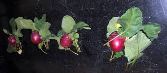 Well, it just so happens that most plants really only care about two kinds of light. Nasa Led Lights Used In Plant Growth Experiments For Deep Space Missions