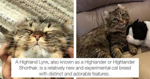 Out of curiosity, i decided to try to make a video with my cat that was inspired by another tiktok. Meet Mocha The Highland Lynx Cat You Ll Find Irresistibly Cute Cats On Catnip