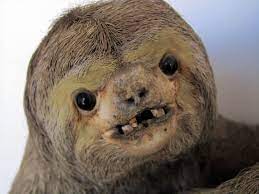 Pin By B Mcdoomsday On Taxiderpy Extraordinaire Animals Sloth Creature Feature