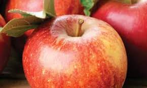 How to grow an apple tree from seed to fruit ! Benefits Of Apple And Its Side Effects Lybrate
