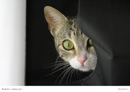 Ärzte, helfer und ich haben versucht ihn wieder einzufangen. Katze Entlaufen Was Tun Ein Ratgeber Vom Haustiermagazin