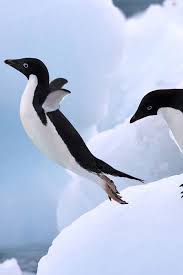 Birds That Look Like Penguins But Fly Kanoo Travel Your First Choice Agent For Escorted Tours European Cruises Caribbean Cruises City Breaks Winter Holiday Penguins Animals Beautiful Pet Birds