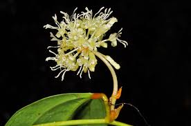 Image result for Smilacaceae