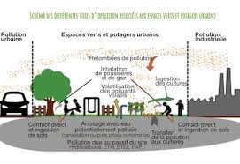Dans un premier temps, nous étudierons le sol en tant qu'interface d'échanges. Qualite Et Usages Des Sols Urbains Points De Vigilance