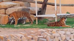 حديقة حيوان في جدة والرياض والدمام