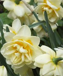 Narcissus Manly Double Narcissi Narcissi Flower Bulbs Index Narcissus Flower Bulb Flowers Flowers