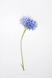 Cornflower Flower Painting German Flower Cornflower