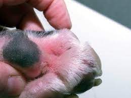 Seasonal Allergies In Your Dog Dupontvet Com Dupont Veterinary Clinic
