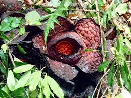 But you can experience a bit more than the ordinary when you find out some interesting facts about malaysia. 27 Of The Most Interesting Facts About Malaysia Sand In My Curls