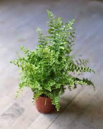 Experience lifelike a fern plant at alibaba.com, ideal for decorating indoors and outdoors. Miniature Boston Fern Nephrolepis Exaltata Romeo Succulent