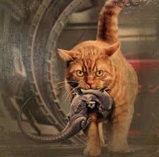 260084 In 2020 Cat Memes Evil Cat Cats