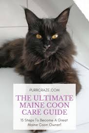 The Ultimate Maine Coon Care Guide Purr Craze