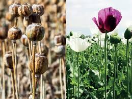 However, it may be possible to exceed the morphine threshold by eating foods with poppy seeds and usada can't predict how long morphine or morphine metabolites from poppy seeds will stay in your system. Turkish Import Seeds A Poppy War In India The Economic Times