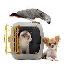 Talk to our pet loving and friendly customer service agent! It Wasn T Me Animalbffs Pets Pet Carriers Pet Transport