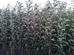 Samooplodna je i dosta otporna na niske temperature. Sadnice Voca Jabuka Kalem Trake Ivi 037