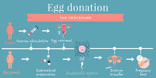 This process takes about 30 minutes. Egg Donation In Greece All You Need To Know Woman 2 Women