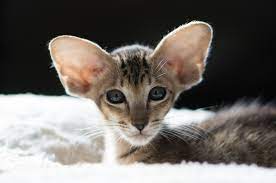 Oriental Shorthair Cat Breeds Oriental Shorthair Cats