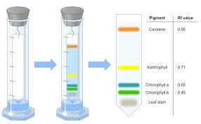 Under defined conditions of stationary phase, mobile phase, and the temperature, the rf value of a particular organic compound is a constant value. Chromatographs Bioninja