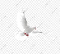 Flying White Pigeon Flying White Dove Dove Of Peace Png Transparent Clipart Image And Psd File For Free Download White Doves White Pigeon Clip Art
