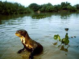 Pin By Dina Rodrigues On Animals Giant River Otter Otters River Otter
