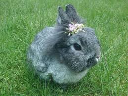 Download Bunny Flowers 1funny Com