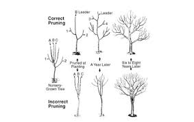 Diy Pruning Pine Trees In Winter Gardenista Pruning Fruit Trees Garden Trees Fruit Garden