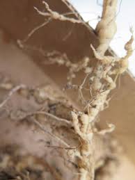The soil should be at least 60 degrees before you apply nematodes. Control Of Root Knot Nematodes In The Home Vegetable Garden Nc State Extension Publications