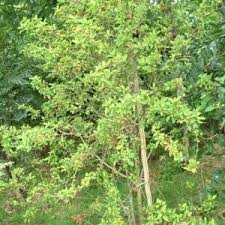 Image result for Andrachne