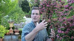 Healthy, top quality hawthorn trees for sale. Hardy Garden Tree Hawthorn Crimson Cloud Youtube