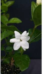 Image result for Jasminum bakeri