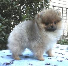 All three come from champion/show lines. Karizma Pomeranians Breeding And Showing Quality Pomeranians Since 1979 Located In Tallahassee Florida Pet And Show Pups Occasionally Available Pomeranian Breeder Pomeranian Pomeranians Poms Pomeranian Puppies Pomeranian Puppy Toy