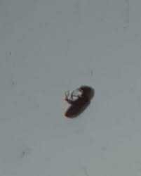 While baited traps are very. Natureplus Please Help Id These Small Black Flying Bugs On Window Sill