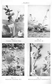 Image result for Trianthema salsoloides