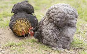 I love your mottled variety! Cochin Chicken Breed Profile Care Guide And More