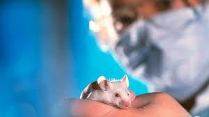 We did not find results for: Will We Ever Eliminate Animal Experimentation Bbc Future