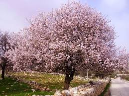 Nothing is quite as pretty in the spring as the flowering pink almond tree. 36 Almond Tree Ideas Almond Tree Almond Blossom Almond