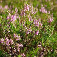 Image result for Calluna vulgaris